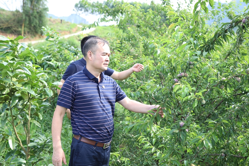 路建集團黨委書記、董事長羅光同志實地調(diào)研豹山村產(chǎn)業(yè)扶貧情況_副本.jpg